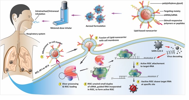 NanoSelect 2020 Antiviral siRNA
